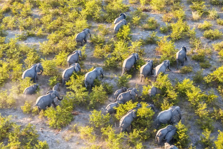 Aerial view of a herd of African elephants walking across open ground