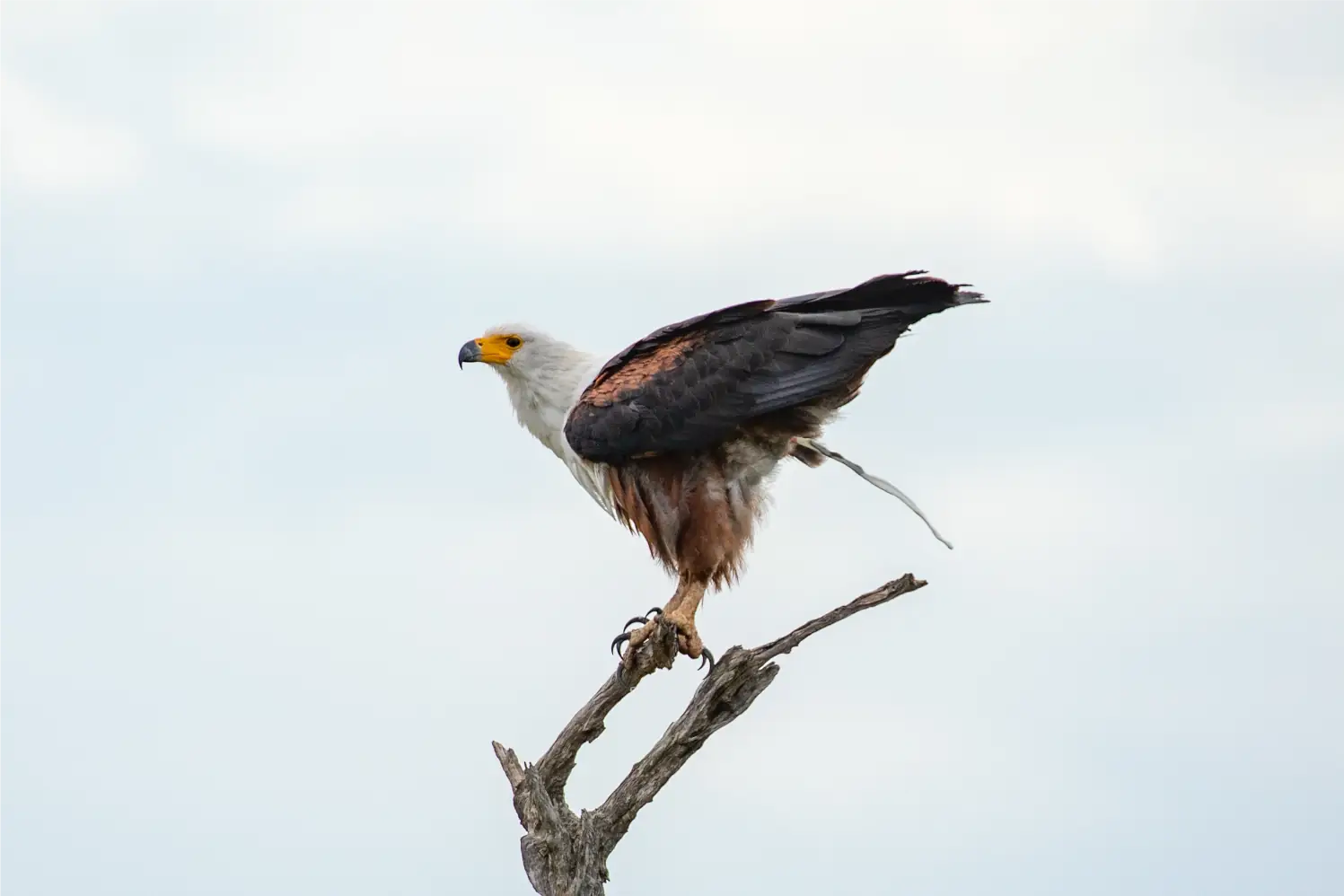 African fish eagle perched near water during a bird watching safari in Africa