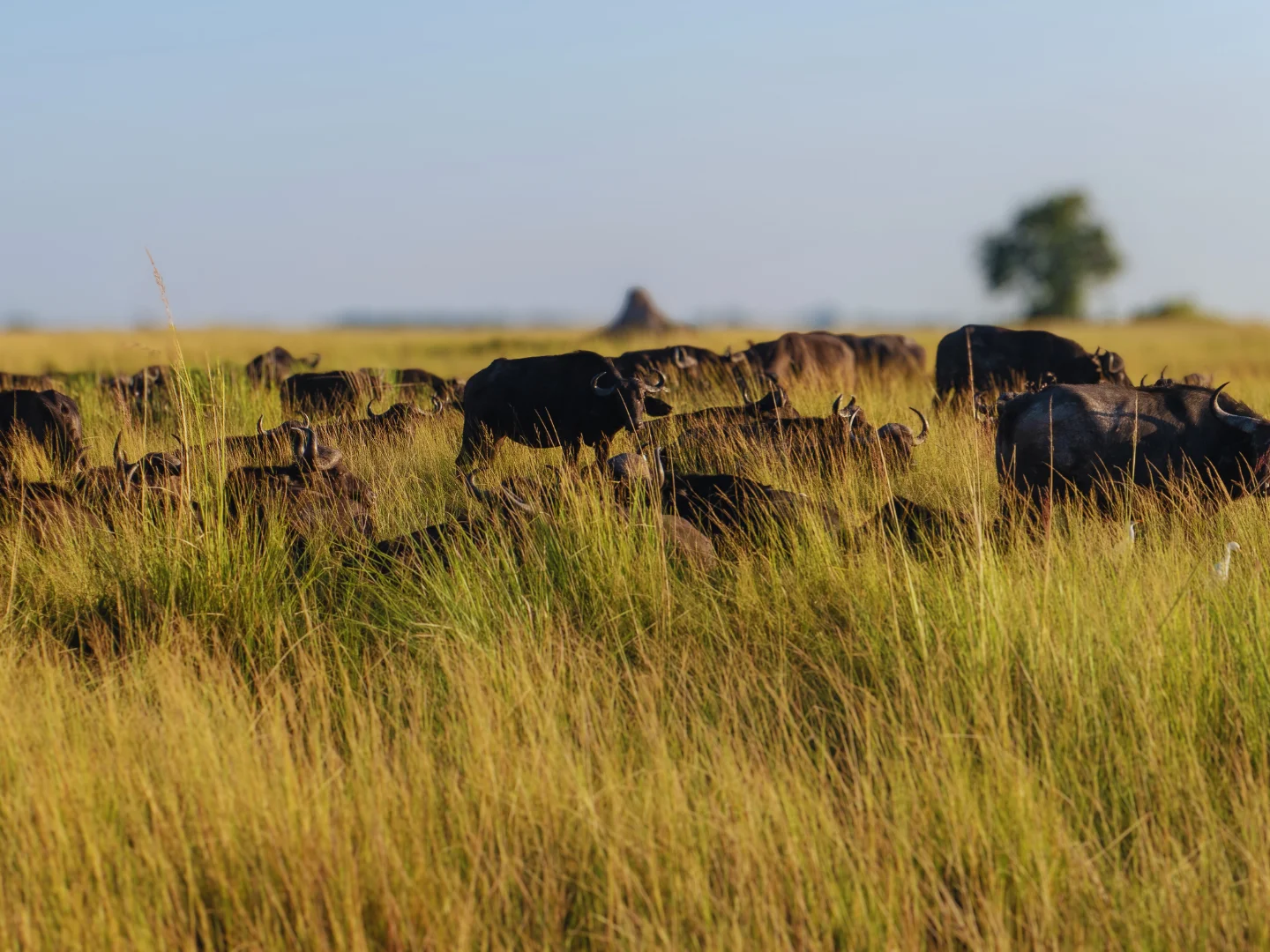 buffalo herd in Chobe National Park, Botswana