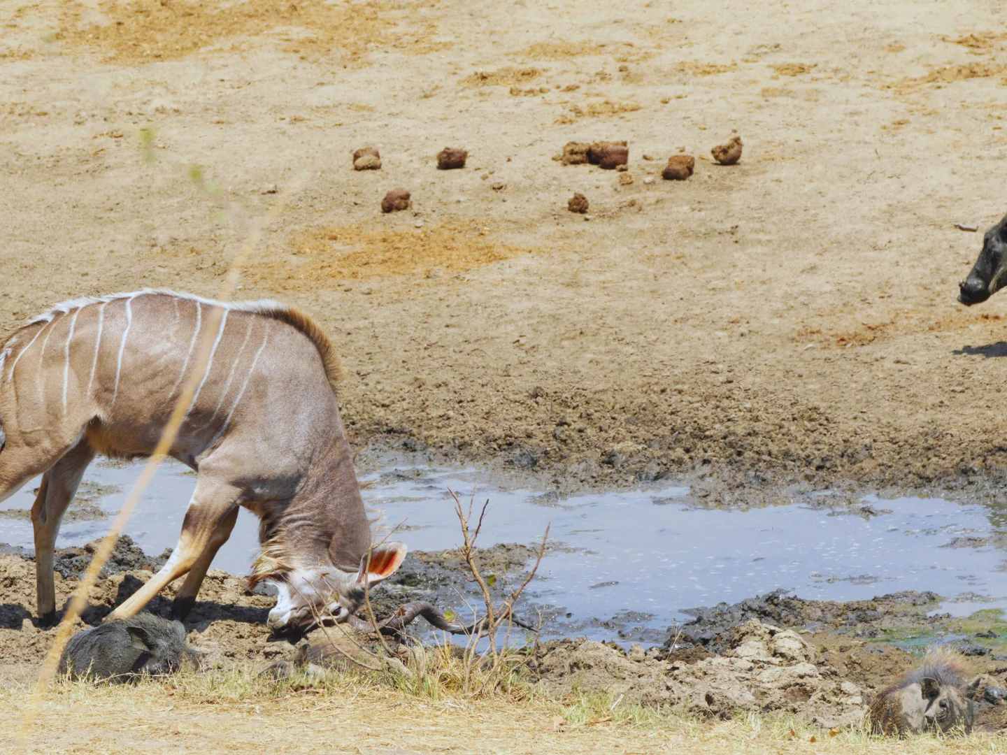 drinking at a waterhole
