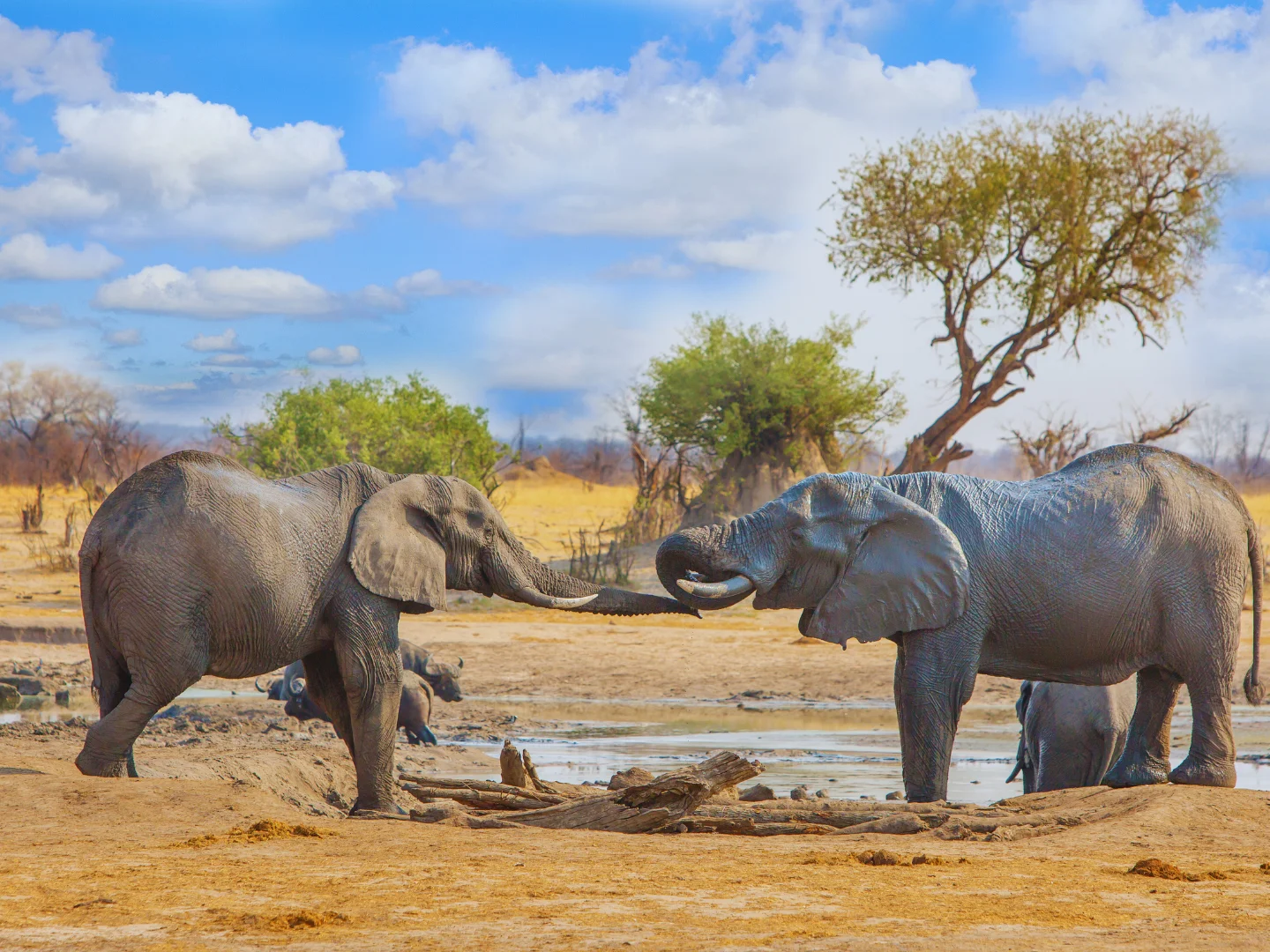 Elephants interacting near a waterhole in Hwange National Park