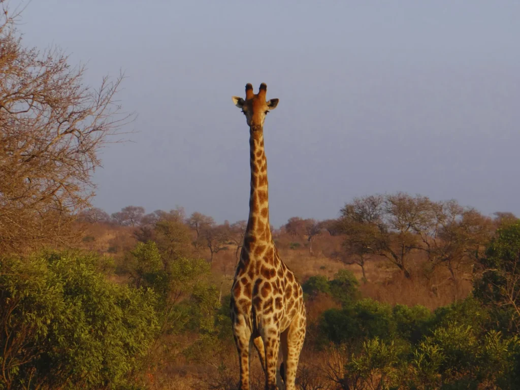 Giraffe in Kruger National Park, South Africa