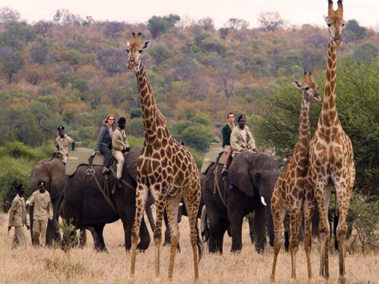 Guide leading guests on a guided safari tour