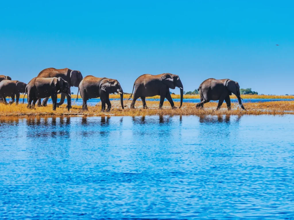 Elephant herd crossing floodplains i