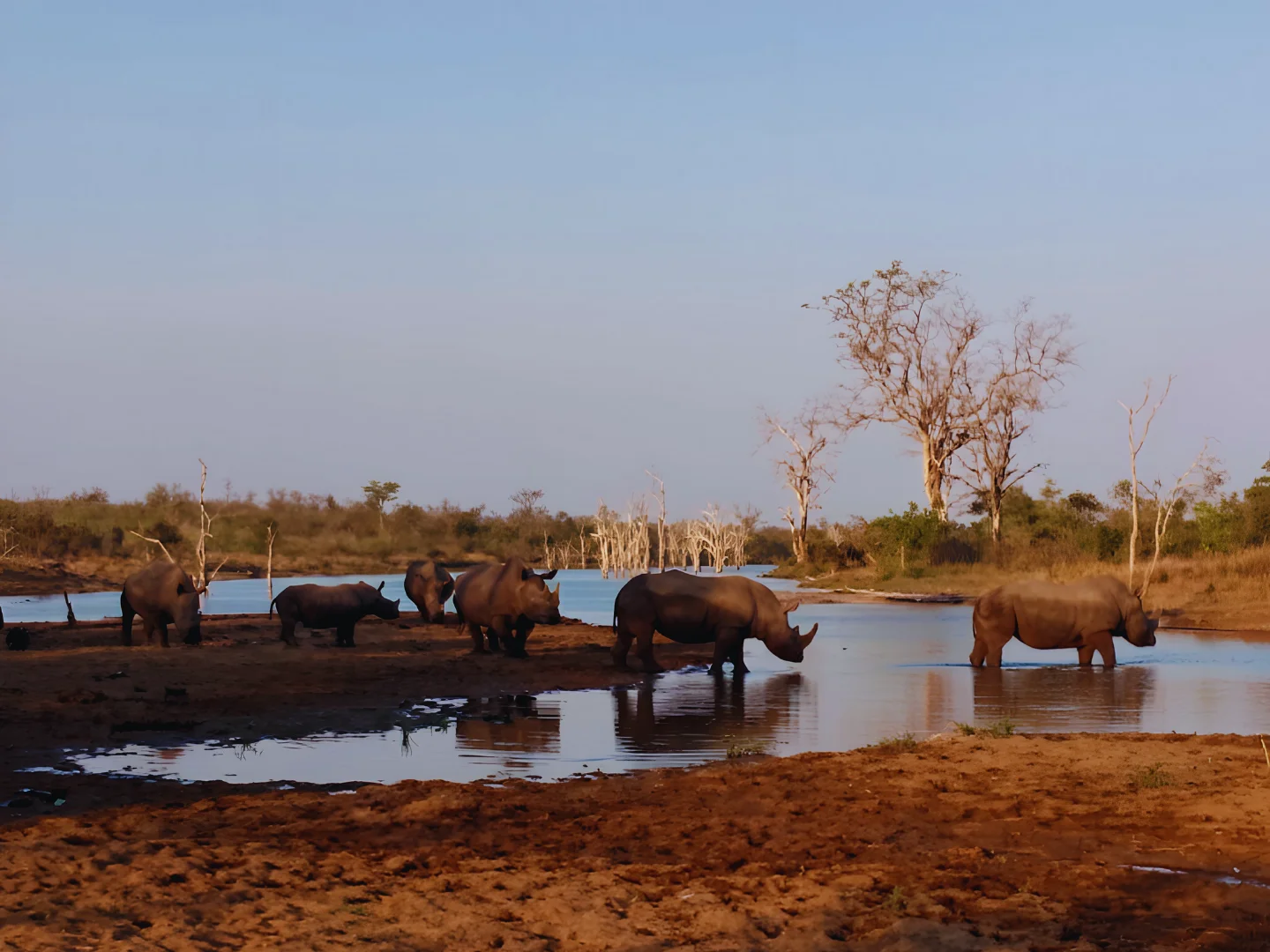 Rhinos at a waterhole in Kruger National Park