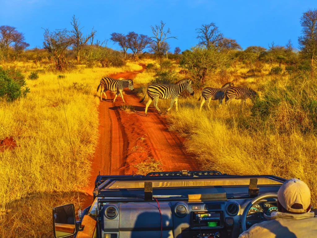 Guide leading a safari game drive in Southern Africa