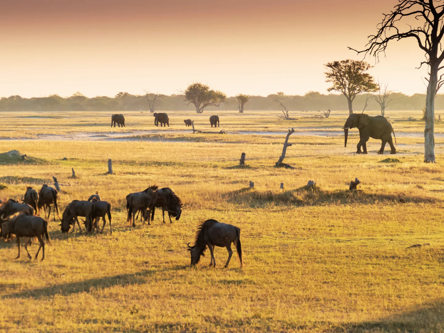 Sunrise over Hwange National Park plains