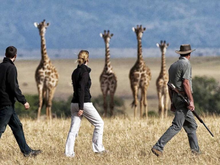Guide leading guests on a walking safari through the bush