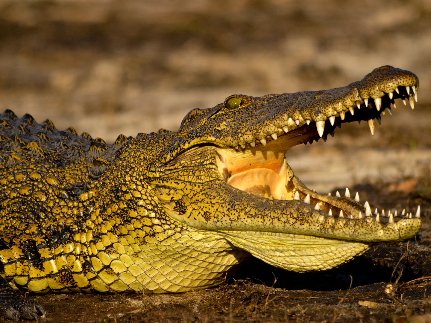 Nile crocodile