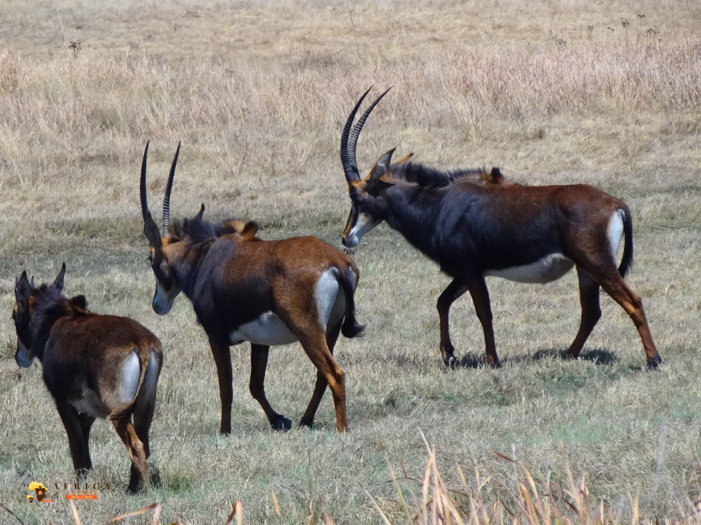 Antelope walking across open grassland during a game drive safari