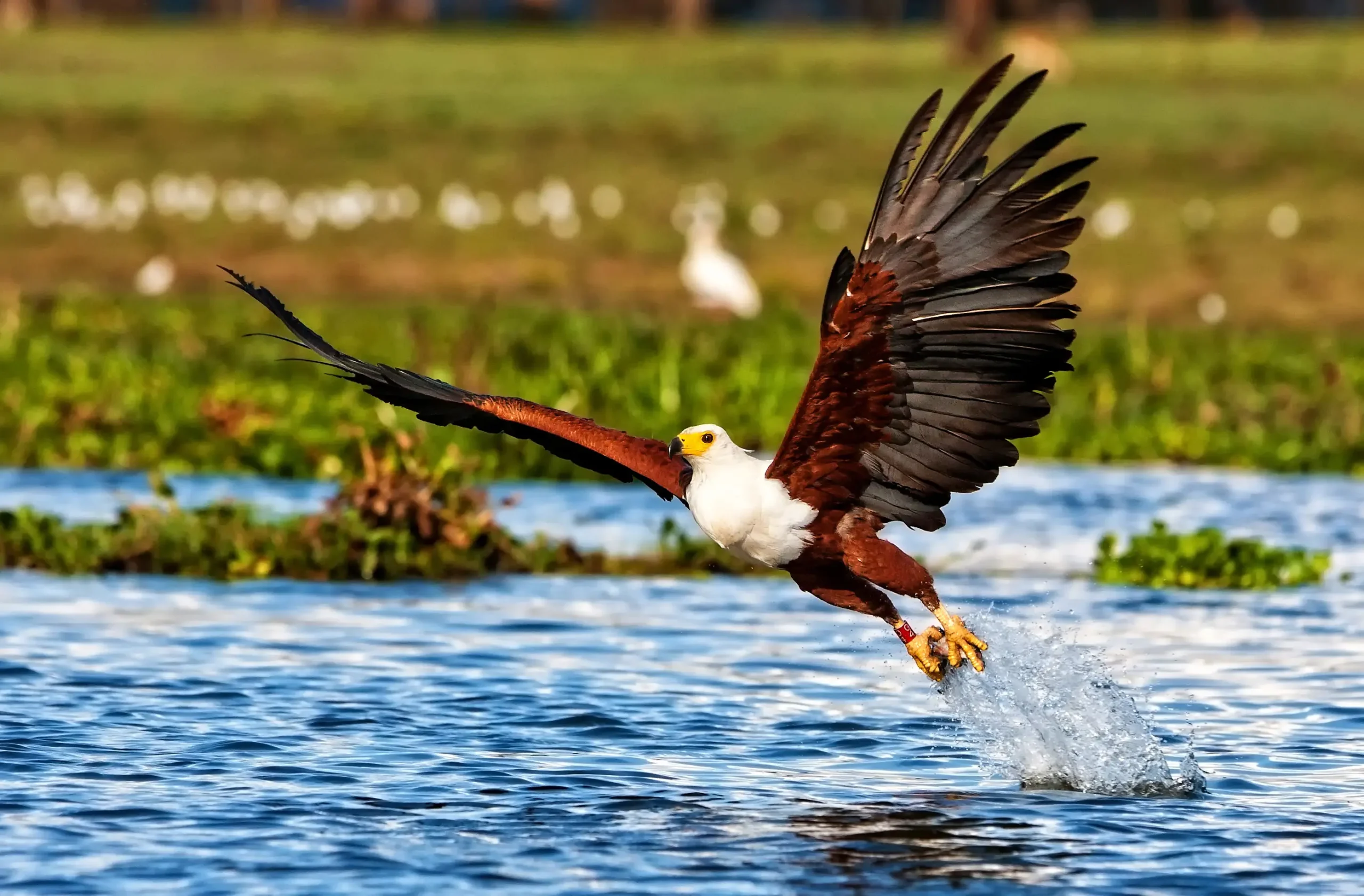 African fish eagle perched by a river in Chobe National Park, Botswana during safari