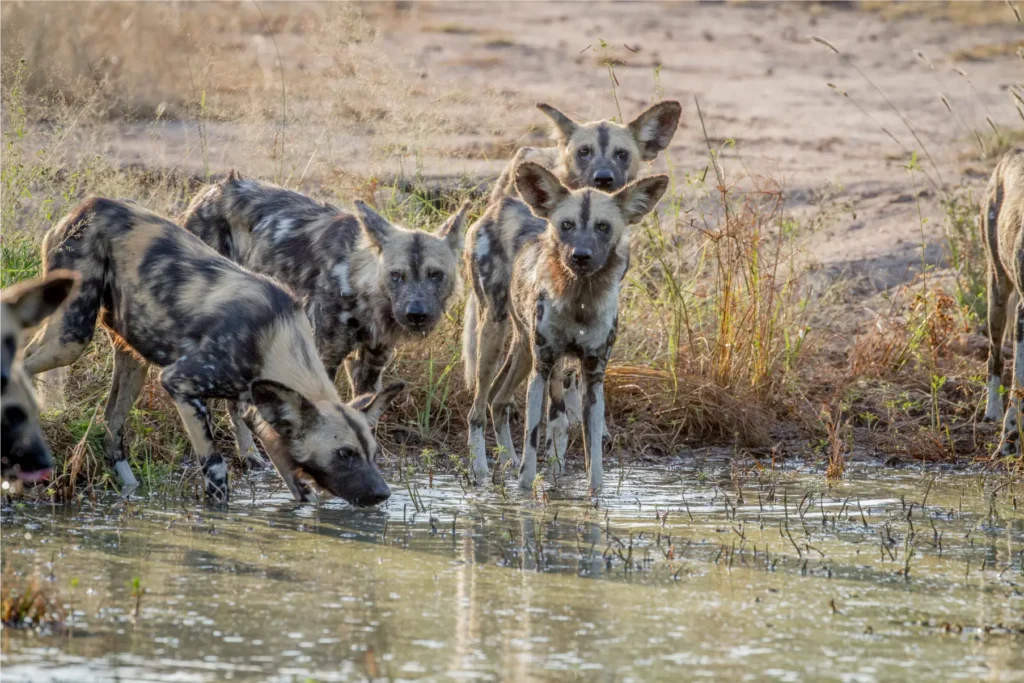 Pack of African wild dogs drinking at a waterhole in Southern Africa during safari