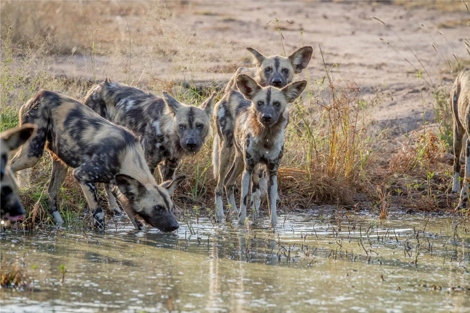 Pack of African wild dogs drinking at a waterhole in Southern Africa during safari