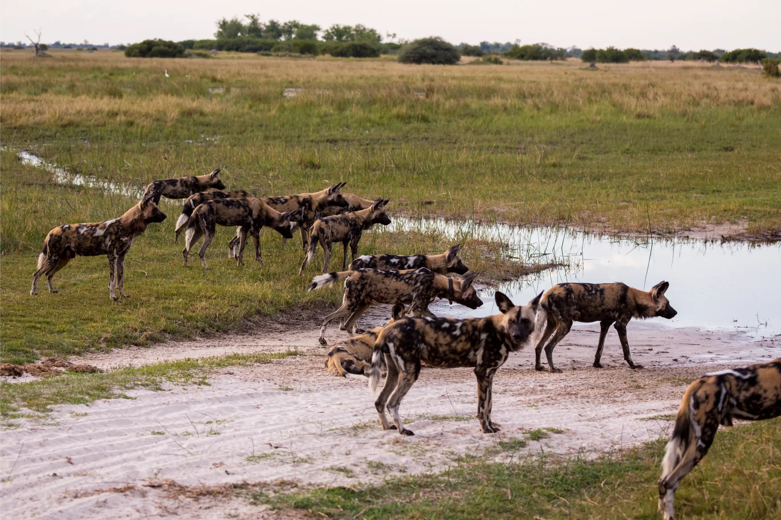 Pack of African wild dogs (Lycaon pictus) at a waterhole in Botswana