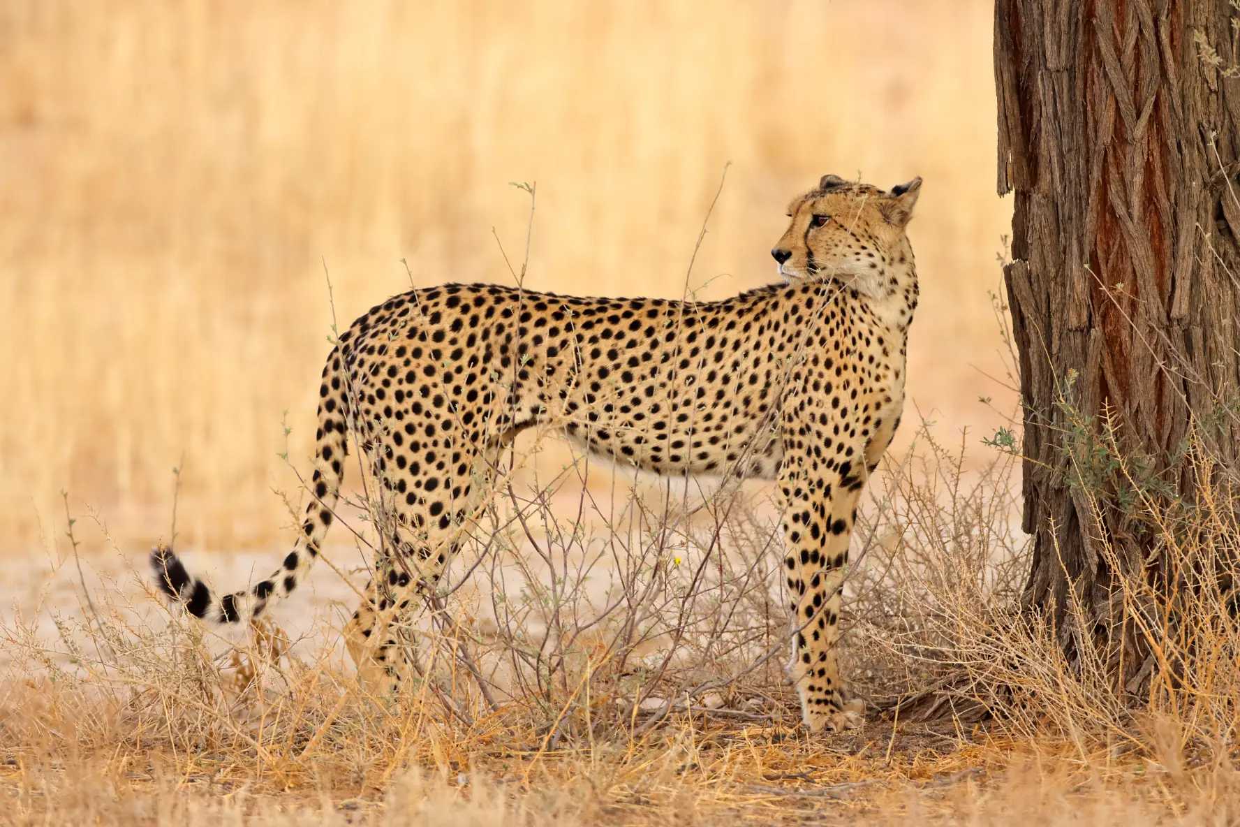 Alert cheetah in its natural habitat in Kruger National Park, South Africa