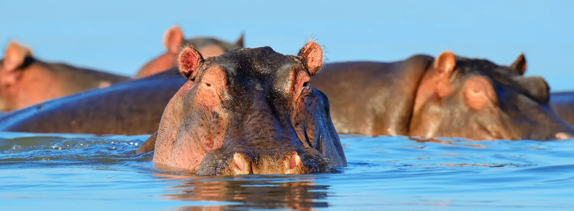 Hippopotamus resting in the waterways of the Okavango Delta in Moremi Game Reserve, Botswana
