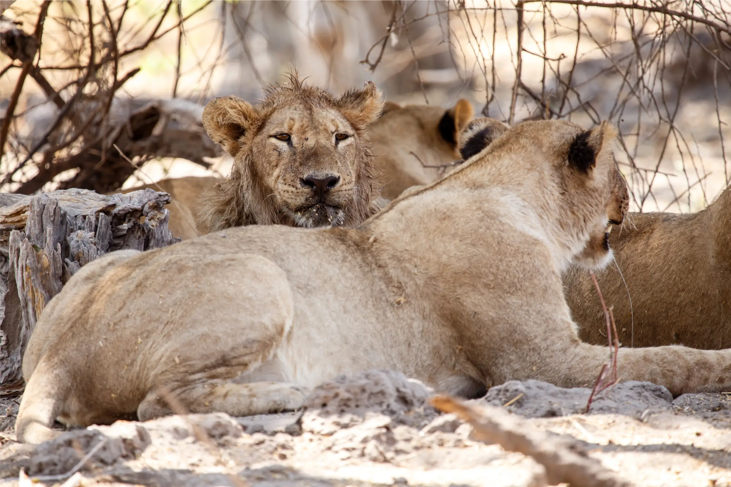 Male lion resting in the Okavango Delta, Moremi National Park, Botswana during safari