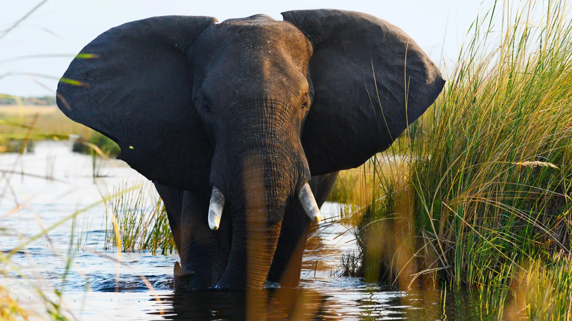 African elephant walking through shallow waters of the Okavango Delta, Botswana