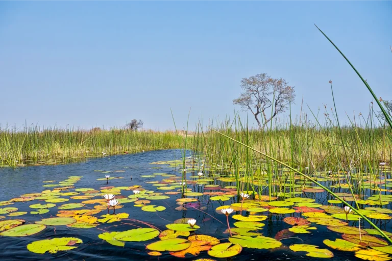 Channels and reed beds of the Okavango Delta wetland in Botswana