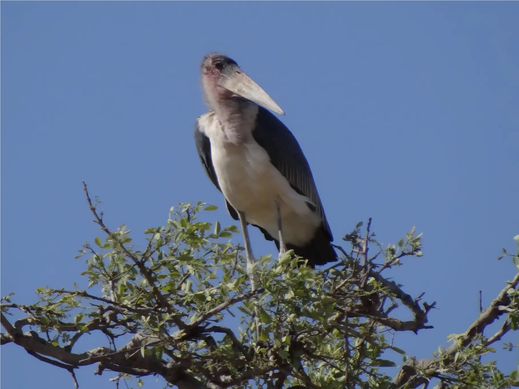 Stork perched on a tree in Hwange National Park, Zimbabwe