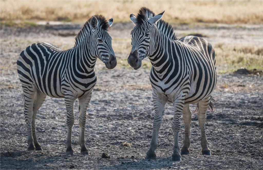 Two zebras standing in the Botswana wilderness during a safari