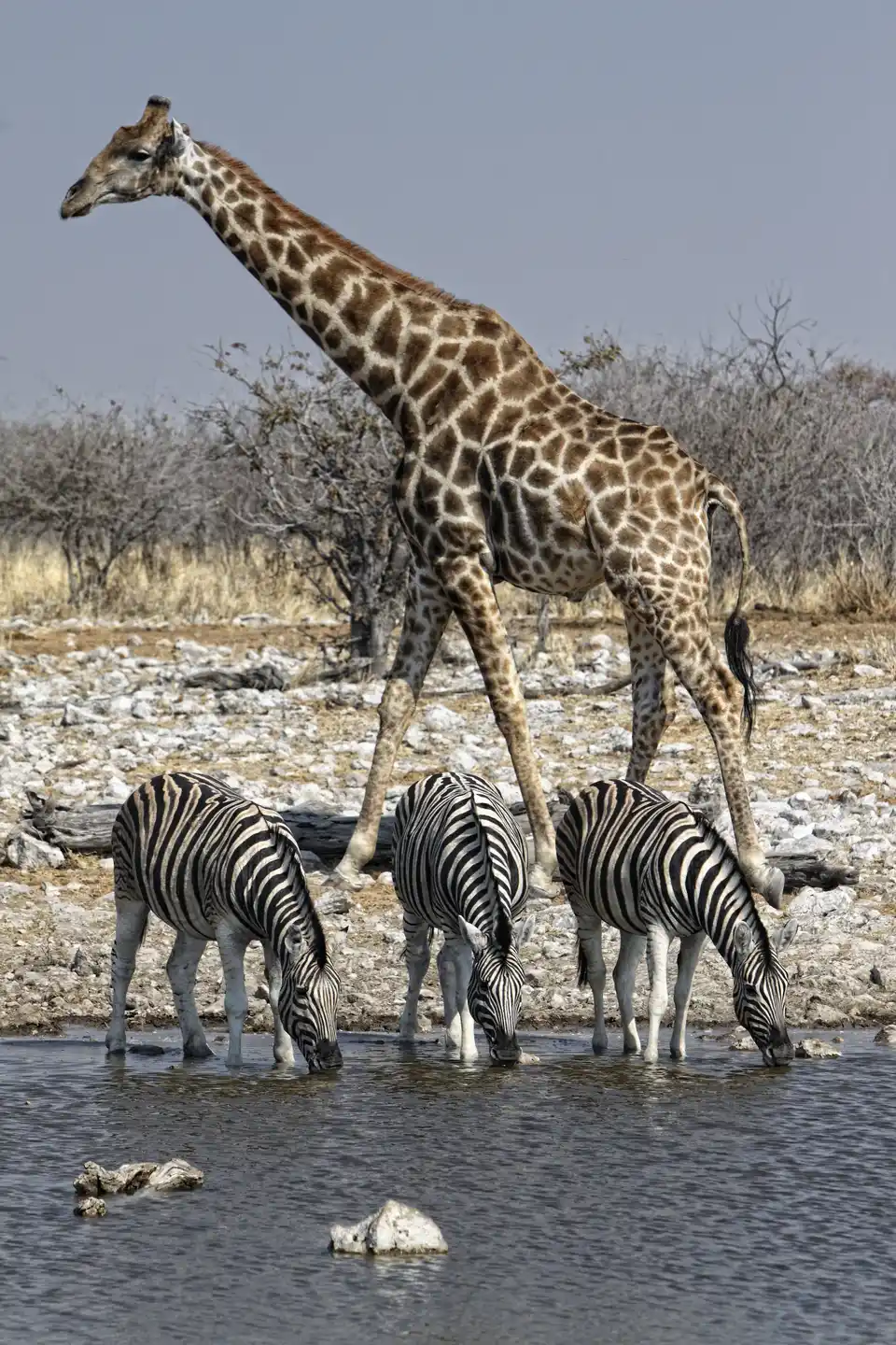 Giraffe and zebras gathered at a waterhole in Etosha National Park, Namibia