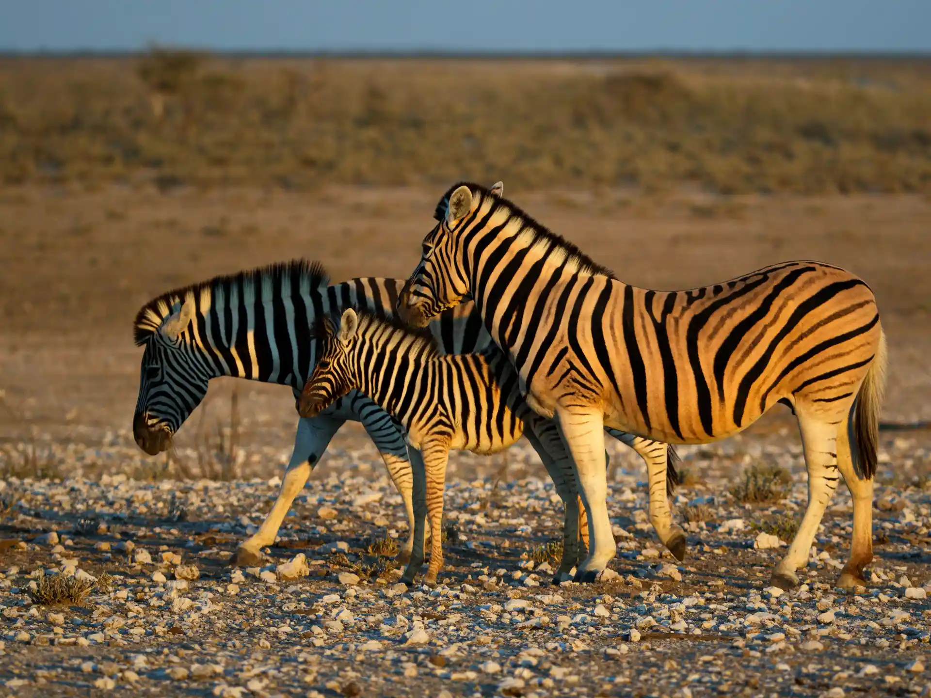 Mother and foal Burchell's zebra in golden light at Etosha National Park, Namibia